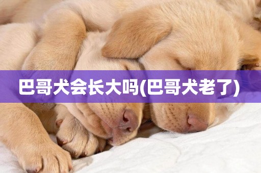 巴哥犬會長大嗎(巴哥犬老了) 
