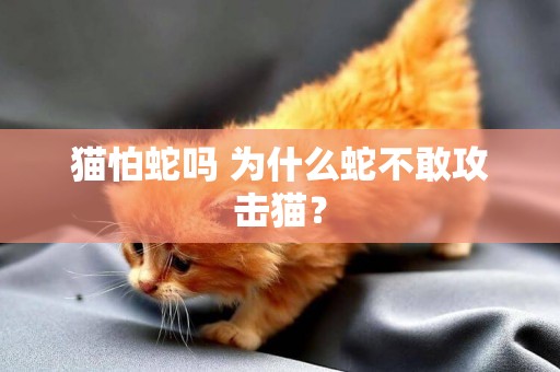 貓怕蛇嗎 為什么蛇不敢攻擊貓？