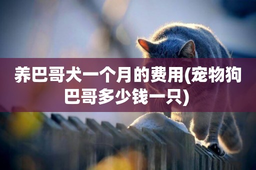 養巴哥犬一個月的費用(寵物狗巴哥多少錢一只) 