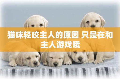 貓咪輕咬主人的原因 只是在和主人游戲哦