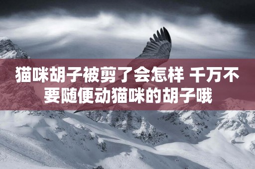 貓咪胡子被剪了會怎樣 千萬不要隨便動貓咪的胡子哦 貓咪胡子被剪了會怎樣 千萬不要隨便動貓咪的胡子哦