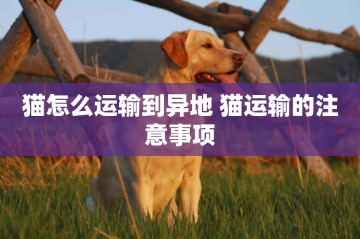 貓怎么運輸到異地 貓運輸的注意事項