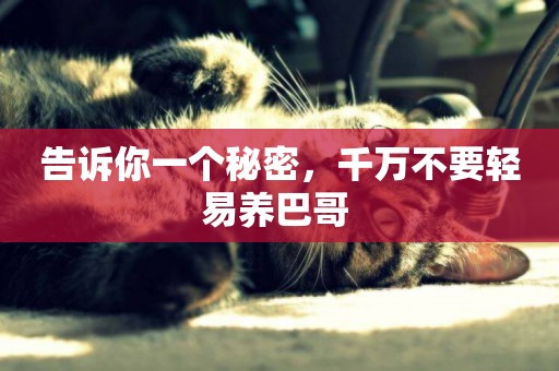 告訴你一個秘密，千萬不要輕易養巴哥 