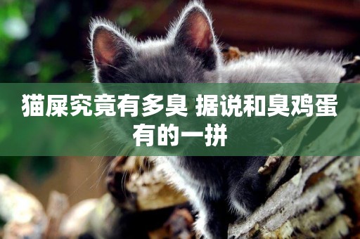 貓屎究竟有多臭 據說和臭雞蛋有的一拼