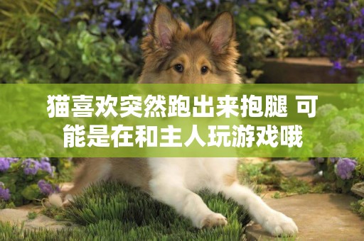 貓喜歡突然跑出來抱腿 可能是在和主人玩游戲哦
