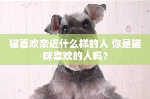 貓喜歡親近什么樣的人 你是貓咪喜歡的人嗎？