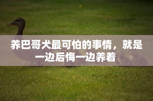 養巴哥犬最可怕的事情，就是一邊后悔一邊養著 
