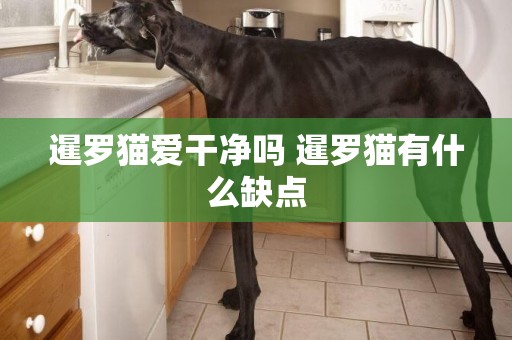 暹羅貓愛干凈嗎 暹羅貓有什么缺點