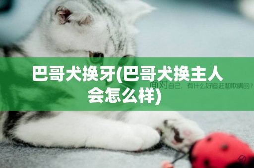 巴哥犬換牙(巴哥犬換主人會怎么樣) 