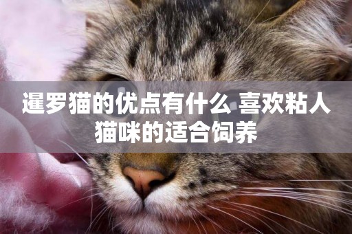 暹羅貓的優點有什么 喜歡粘人貓咪的適合飼養