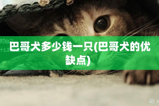 巴哥犬多少錢一只(巴哥犬的優缺點) 