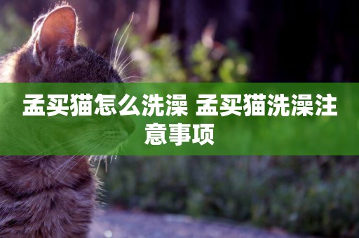 孟買貓怎么洗澡 孟買貓洗澡注意事項