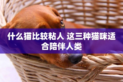 什么貓比較粘人 這三種貓咪適合陪伴人類