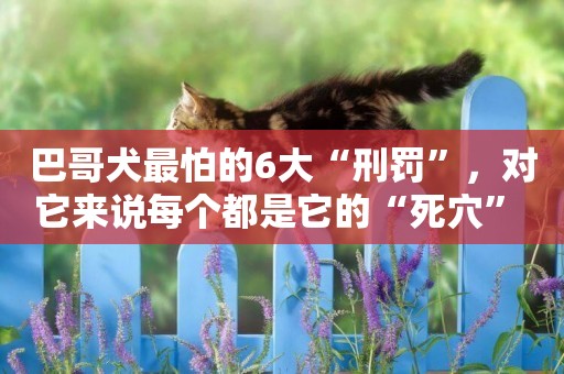 巴哥犬最怕的6大“刑罰”，對它來說每個都是它的“死穴” 