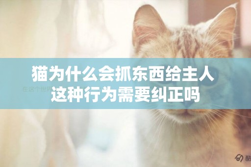 貓為什么會抓東西給主人 這種行為需要糾正嗎