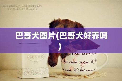 巴哥犬圖片(巴哥犬好養嗎) 