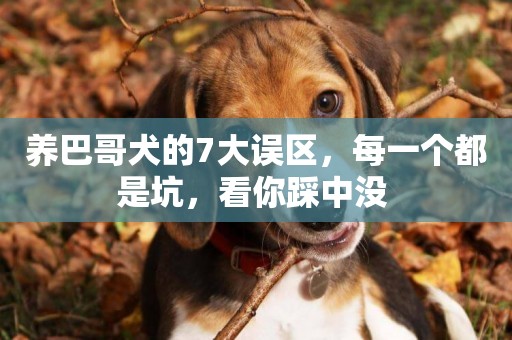 養巴哥犬的7大誤區，每一個都是坑，看你踩中沒 