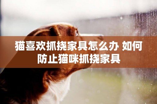 貓喜歡抓撓家具怎么辦 如何防止貓咪抓撓家具 貓喜歡抓撓家具怎么辦 如何防止貓咪抓撓家具