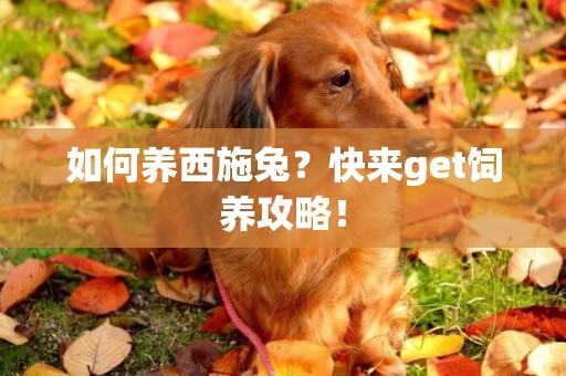 如何養西施兔?快來get飼養攻略! 如何養西施兔?快來get飼養攻略!