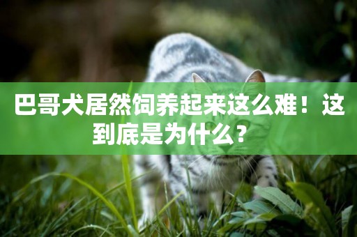 巴哥犬居然飼養起來這么難！這到底是為什么？ 