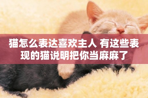 貓怎么表達喜歡主人 有這些表現的貓說明把你當麻麻了