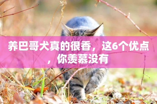 養巴哥犬真的很香，這6個優點，你羨慕沒有 