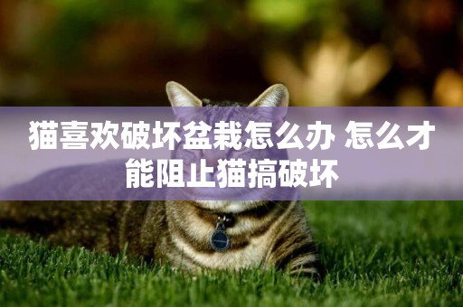 貓喜歡破壞盆栽怎么辦 怎么才能阻止貓搞破壞