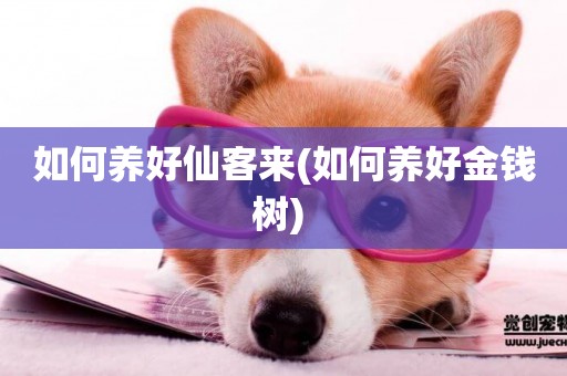 如何養好仙客來(如何養好金錢樹) 