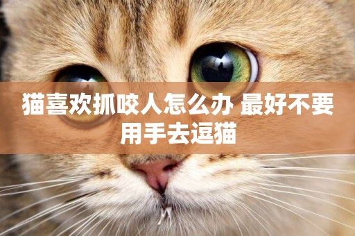 貓喜歡抓咬人怎么辦 最好不要用手去逗貓 貓喜歡抓咬人怎么辦 最好不要用手去逗貓