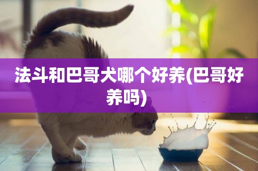 法斗和巴哥犬哪個好養(巴哥好養嗎) 
