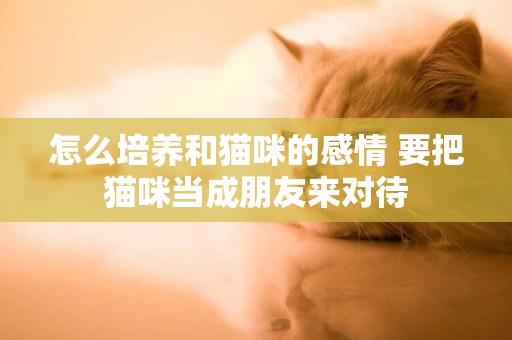 怎么培養和貓咪的感情 要把貓咪當成朋友來對待