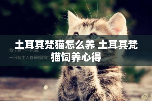 土耳其梵貓怎么養 土耳其梵貓飼養心得