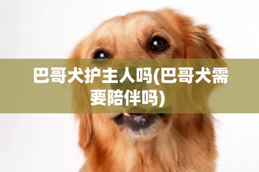 巴哥犬護主人嗎(巴哥犬需要陪伴嗎) 