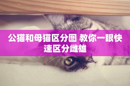 公貓和母貓區分圖 教你一眼快速區分雌雄