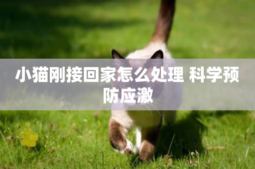 小貓剛接回家怎么處理 科學預防應激 小貓剛接回家怎么處理 科學預防應激