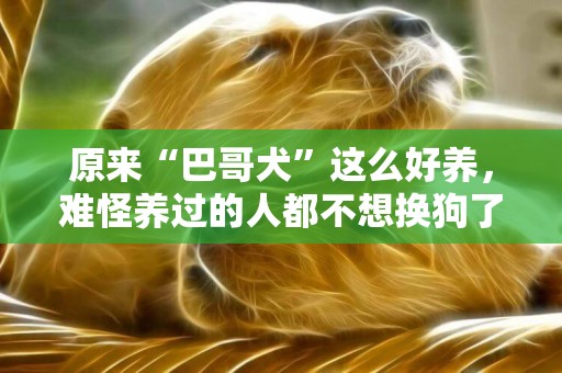 原來“巴哥犬”這么好養，難怪養過的人都不想換狗了 
