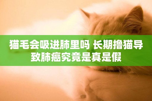 貓毛會吸進肺里嗎 長期擼貓導致肺癌究竟是真是假