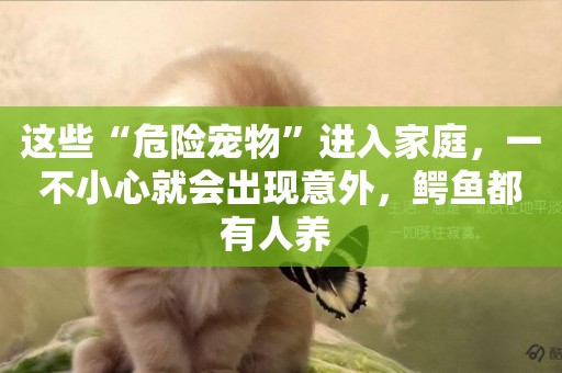 這些“危險寵物”進入家庭，一不小心就會出現意外，鱷魚都有人養 