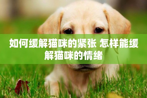 如何緩解貓咪的緊張 怎樣能緩解貓咪的情緒