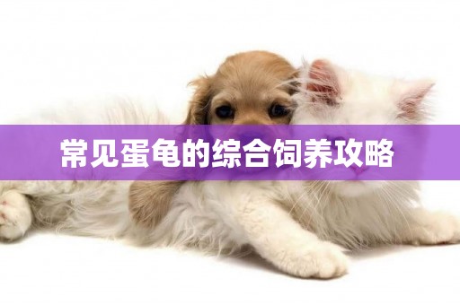 常見蛋龜的綜合飼養攻略 