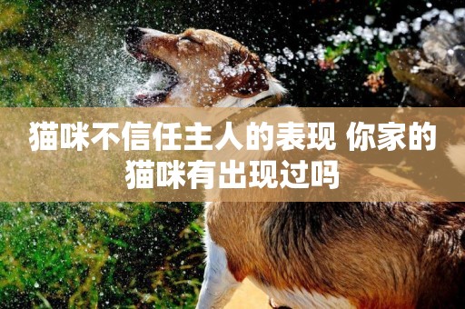 貓咪不信任主人的表現 你家的貓咪有出現過嗎