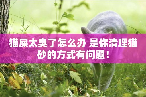 貓屎太臭了怎么辦 是你清理貓砂的方式有問題！