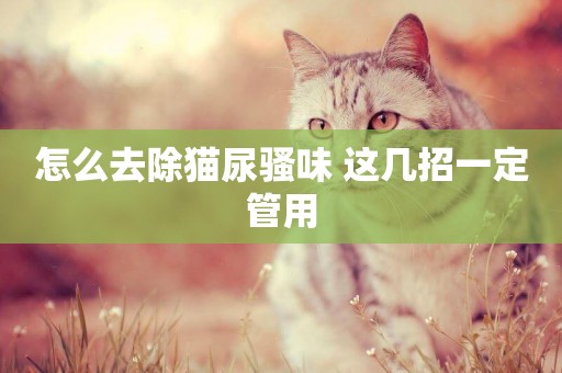 怎么去除貓尿騷味 這幾招一定管用
