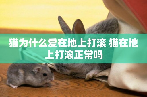 貓為什么愛在地上打滾 貓在地上打滾正常嗎
