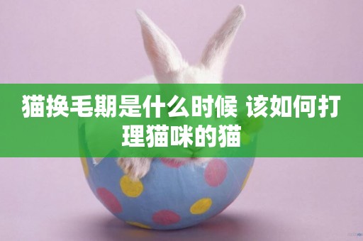 貓換毛期是什么時候 該如何打理貓咪的貓