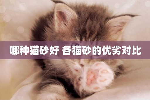 哪種貓砂好 各貓砂的優劣對比
