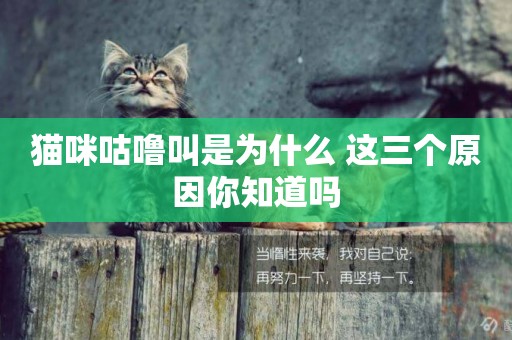 貓咪咕嚕叫是為什么 這三個原因你知道嗎