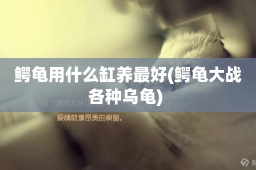 鱷龜用什么缸養最好(鱷龜大戰各種烏龜) 