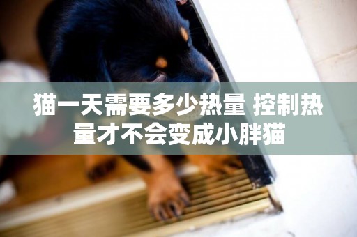 貓一天需要多少熱量 控制熱量才不會變成小胖貓