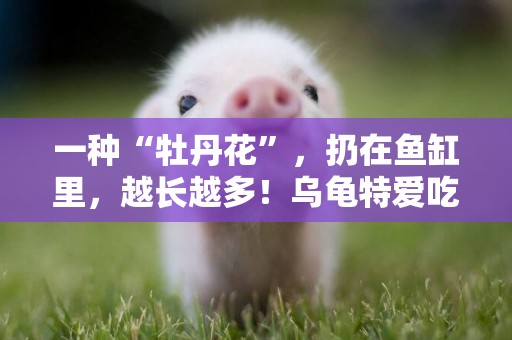 一種“牡丹花”，扔在魚缸里，越長越多！烏龜特愛吃 